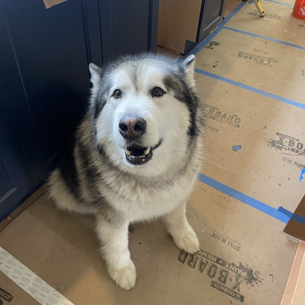 Some pets are perfectly happy keeping an eye on the progress. A little planning can help everyone in the household stay comfortable while the work moves forward.