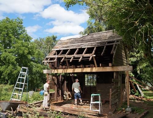 People renovating a small wooden shed with ladders and tools in a sunny yard