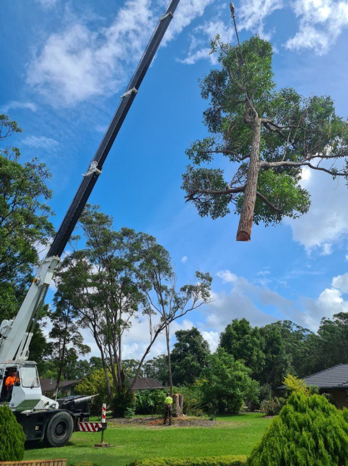 A Crane is Lifting a Tree in a Yard — Jeff Pearce Tree Services in Forster, NSW
