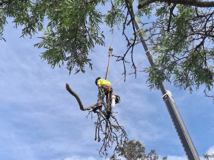 A Man is Climbing a Tree With a Crane — Jeff Pearce Tree Services in Old Bar, NSW