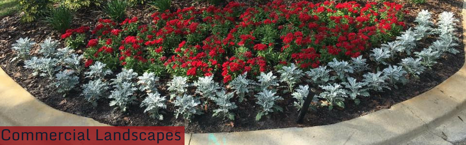 Curved flower bed with red and white blooms beside a sidewalk, labeled commercial landscapes.