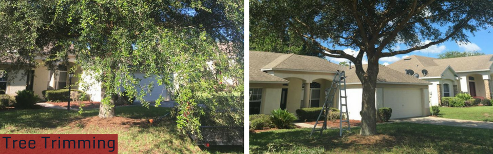 Tree trimming before-and-after: large tree cut back, revealing a house and yard.