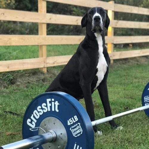 Black and white Great Dane sits next to a barbell with CrossFit weights outdoors near a wooden fence.