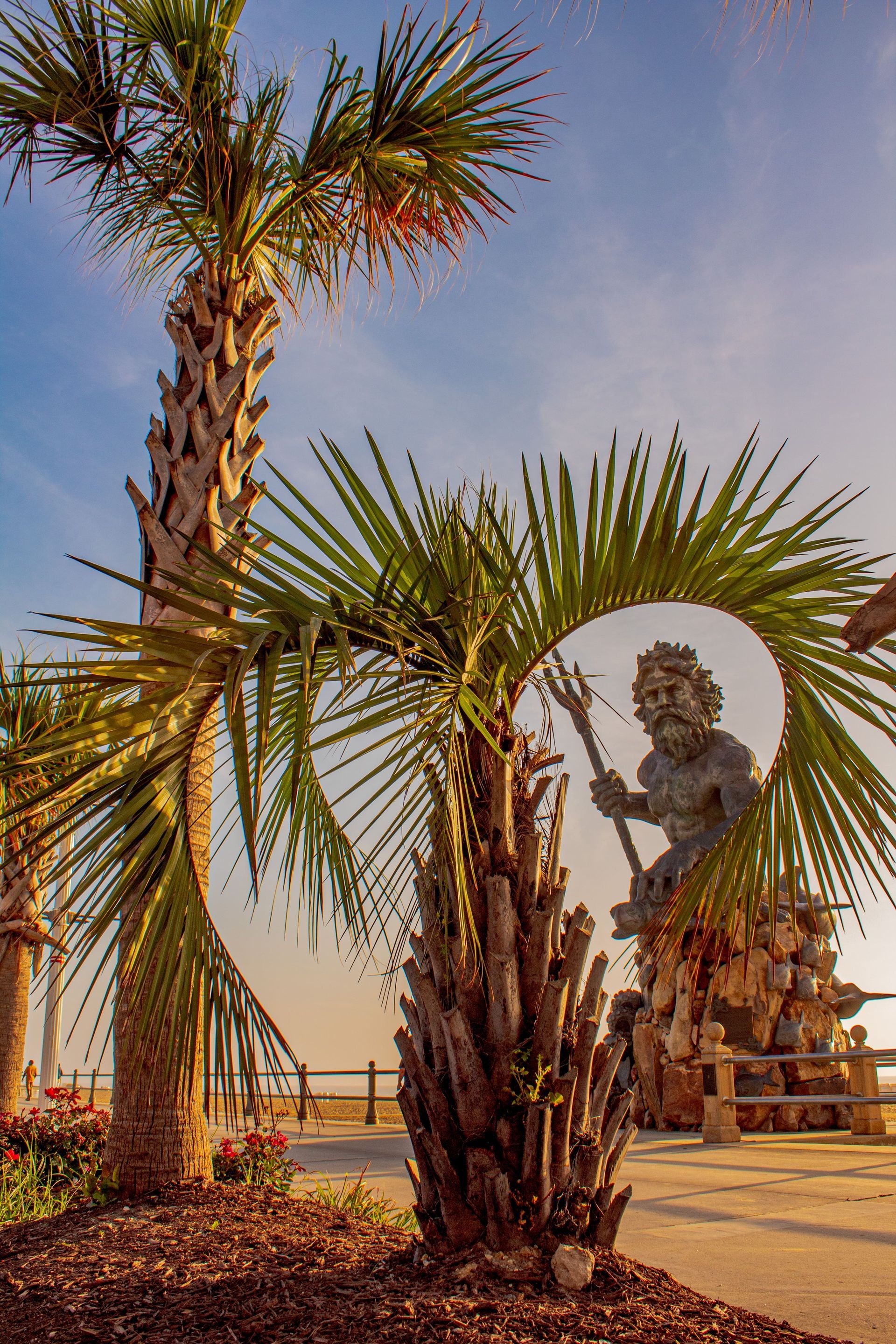 Palm tree in Myrtle beach