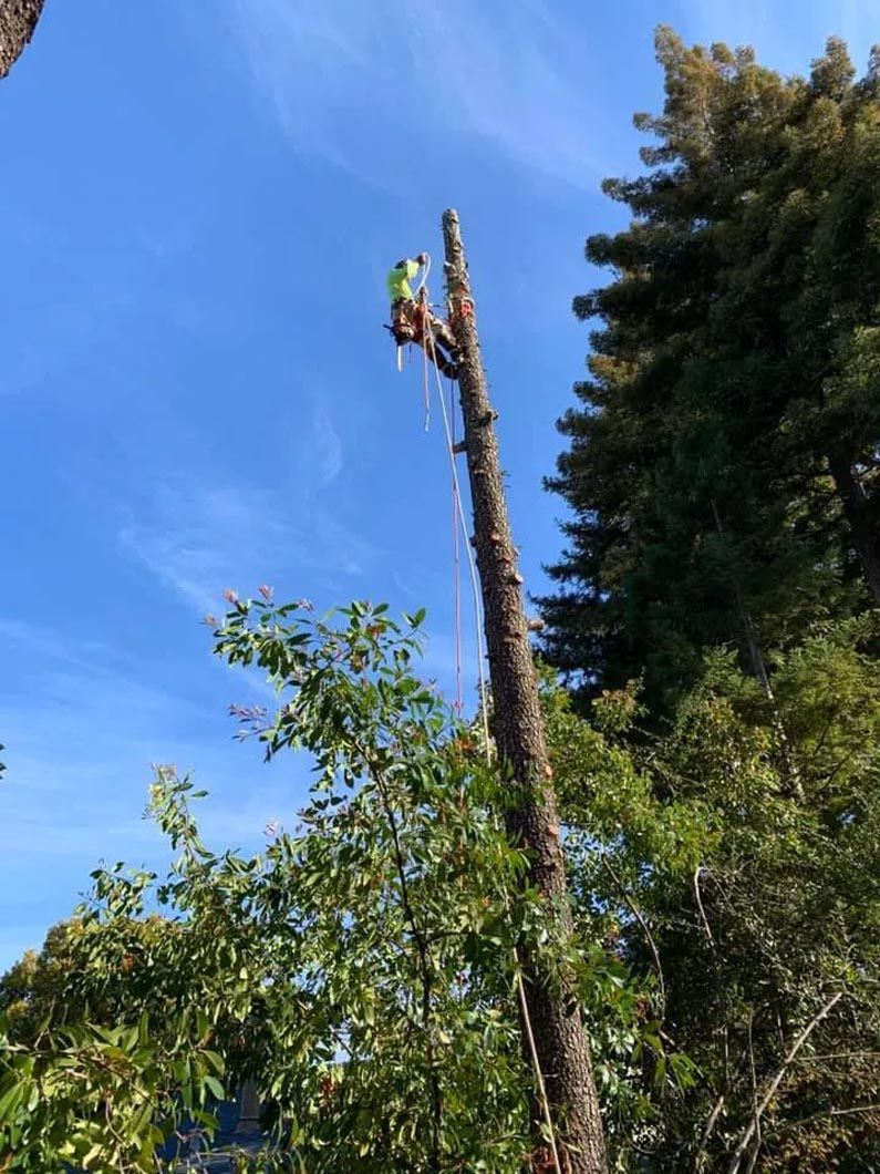 Worker on a tall tree trunk against a blue sky, surrounded by green trees.
