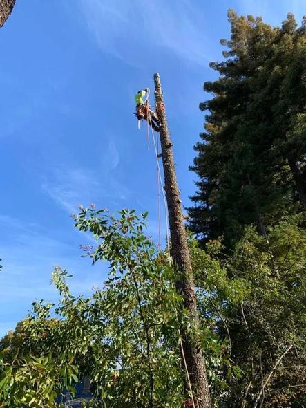 Worker trimming a tall tree against a blue sky, with green foliage and a forested backdrop