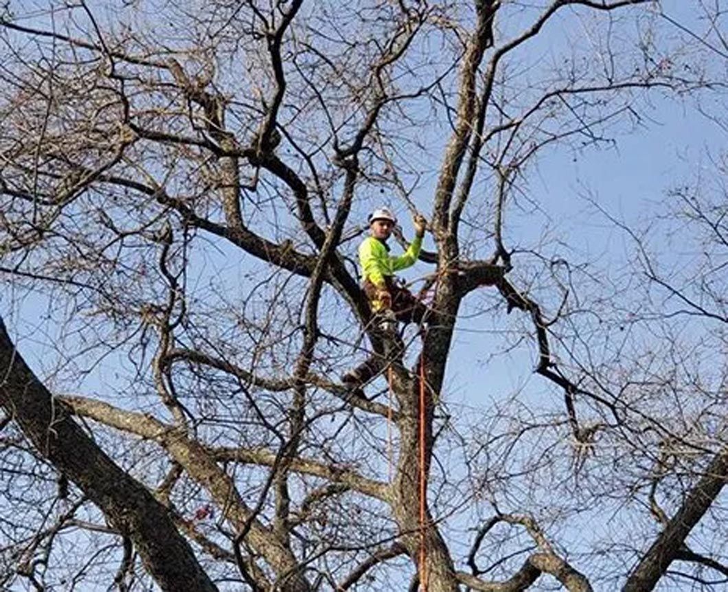 Arborist in a neon vest working high in a leafless tree with a chainsaw