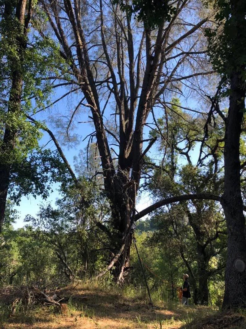 Tall trees in a sunlit forest clearing with blue sky and dense green undergrowth