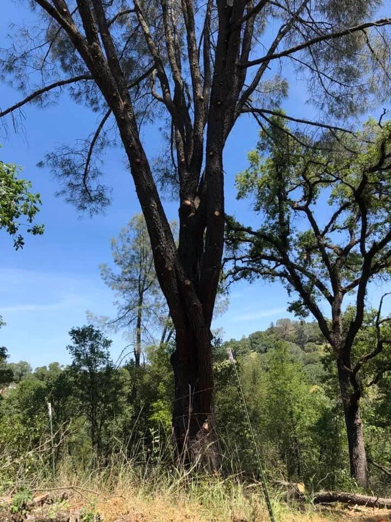 Tall tree in grassy woodland under a clear blue sky, with distant trees and hillside in the background