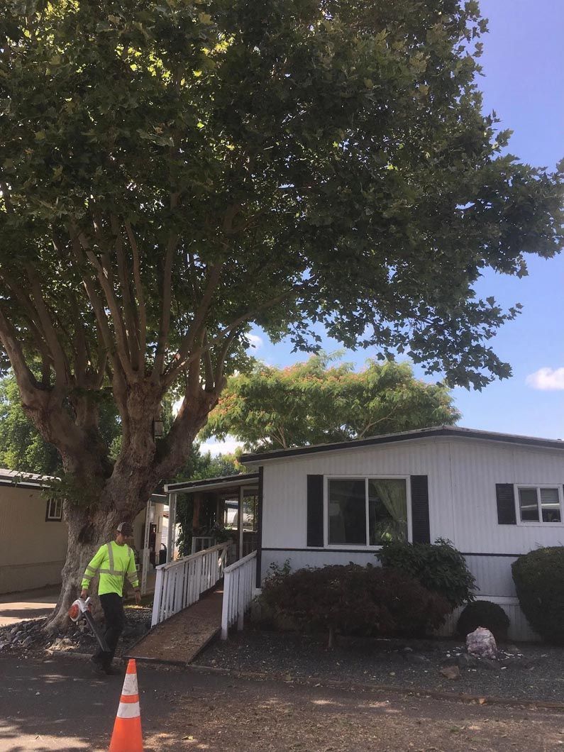 Worker trimming trees outside a white house with a ramp and orange cone nearby