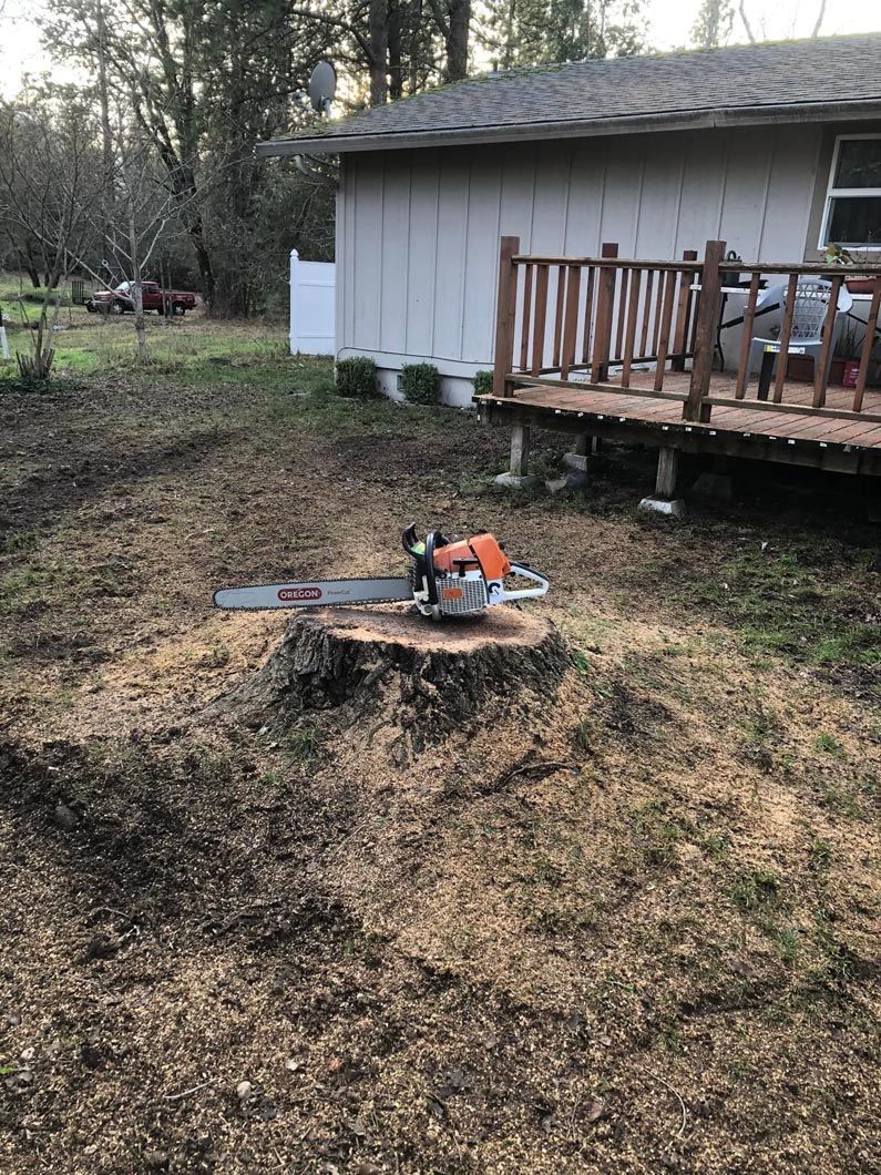 Chainsaw resting on a tree stump in a yard beside a small shed and wooden porch.