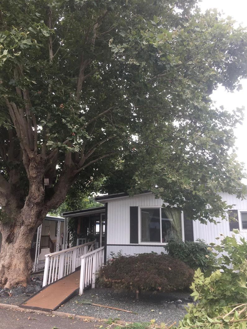 House with white ramp under a large tree, seen from the front yard.