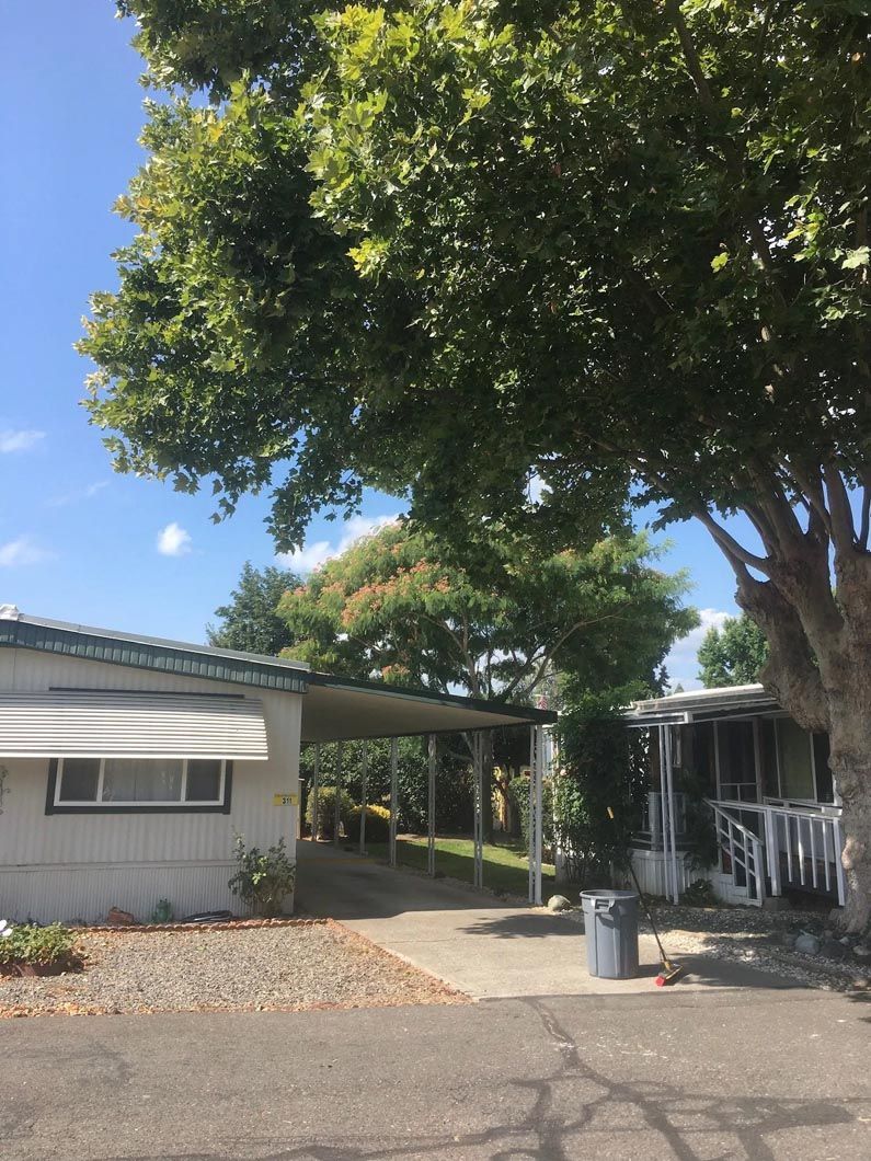 Single-story house with large tree, carport, and driveway on a sunny day
