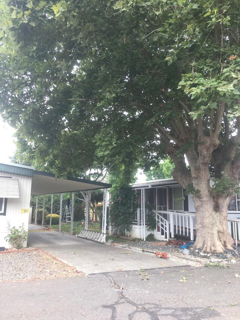 Tree-shaded driveway beside a house with a carport and white fence on a quiet street.