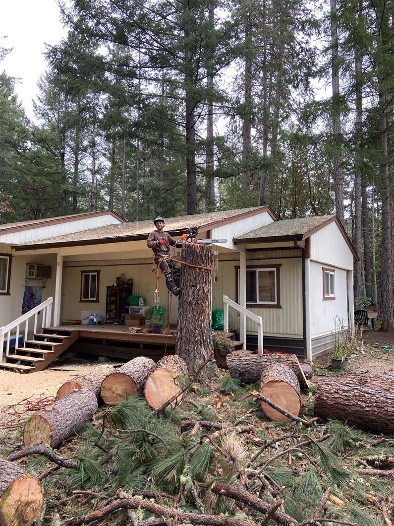 Downed tree logs in front of a small house with broken roof in a wooded area