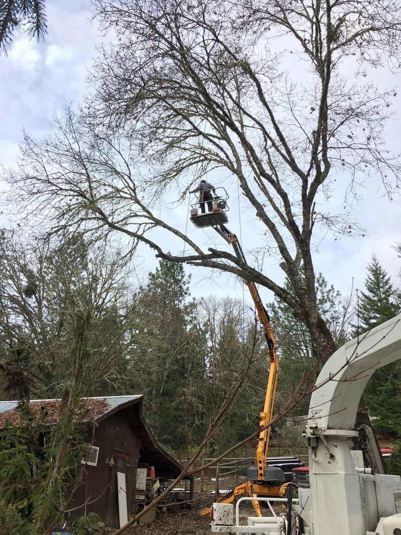 Crane lifting a worker in a bucket to trim a large tree beside a house and shed