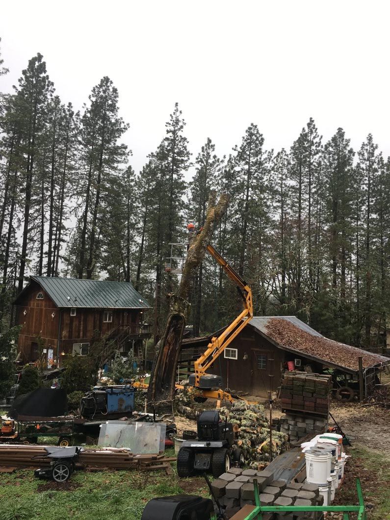 Construction equipment working beside cabins in a forest clearing with tall pine trees
