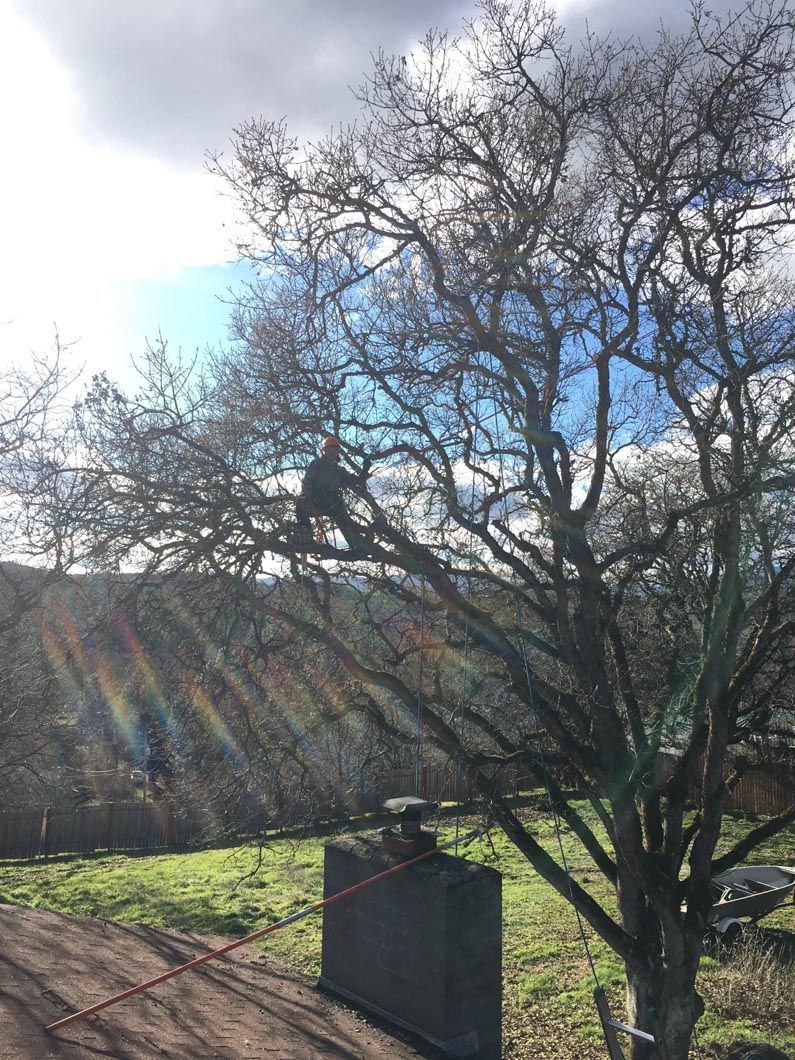 Leafless tree in a sunny yard beside a green lawn and low fence, with bright lens flare in the sky.