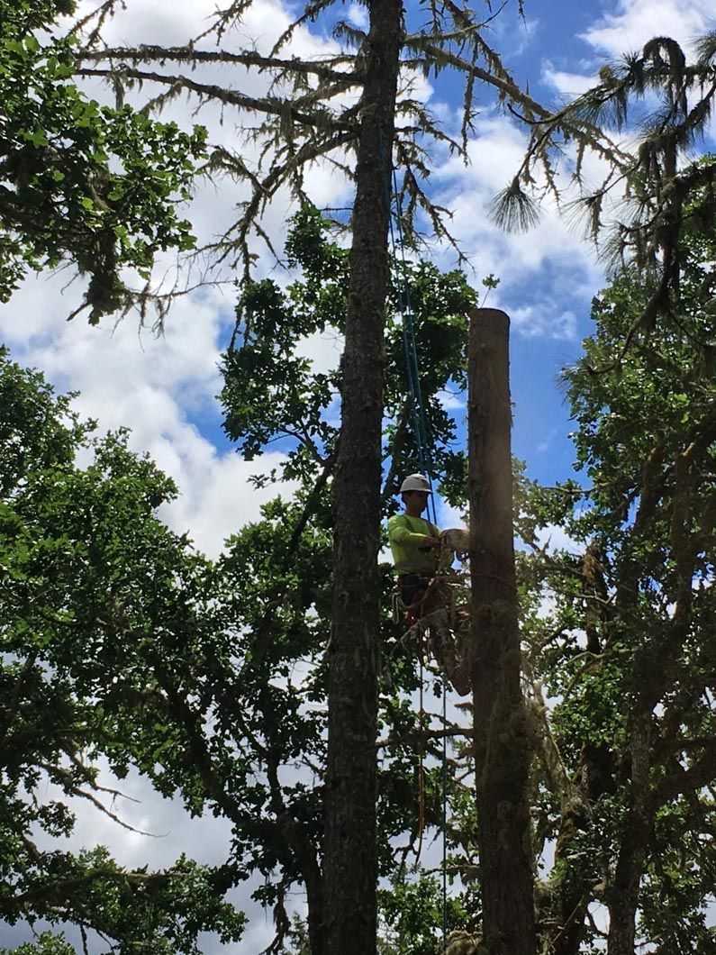Tall tree stump among green trees under a cloudy blue sky