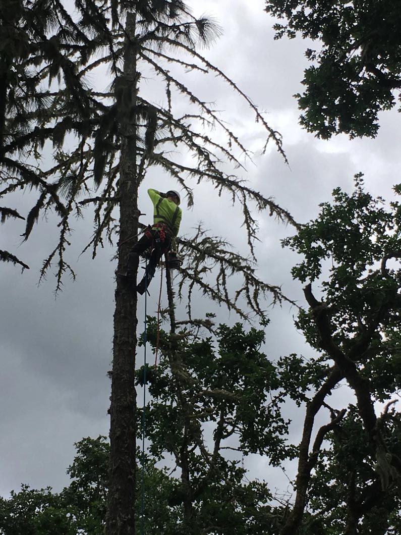 Person climbing a tall tree against a cloudy sky in a forested area