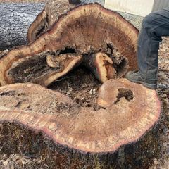 Cut tree trunk with large hollow center and rough brown bark, outdoors beside a person's leg