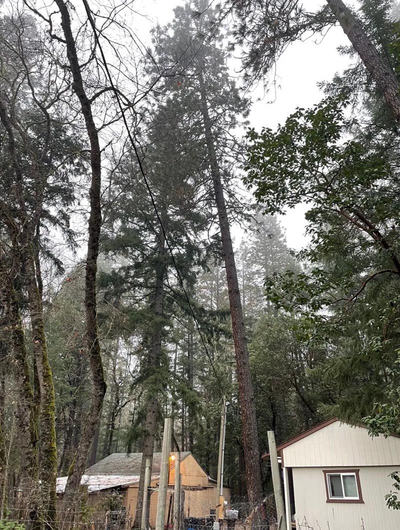 Tall pine trees over small cabins in a wooded campsite under an overcast sky