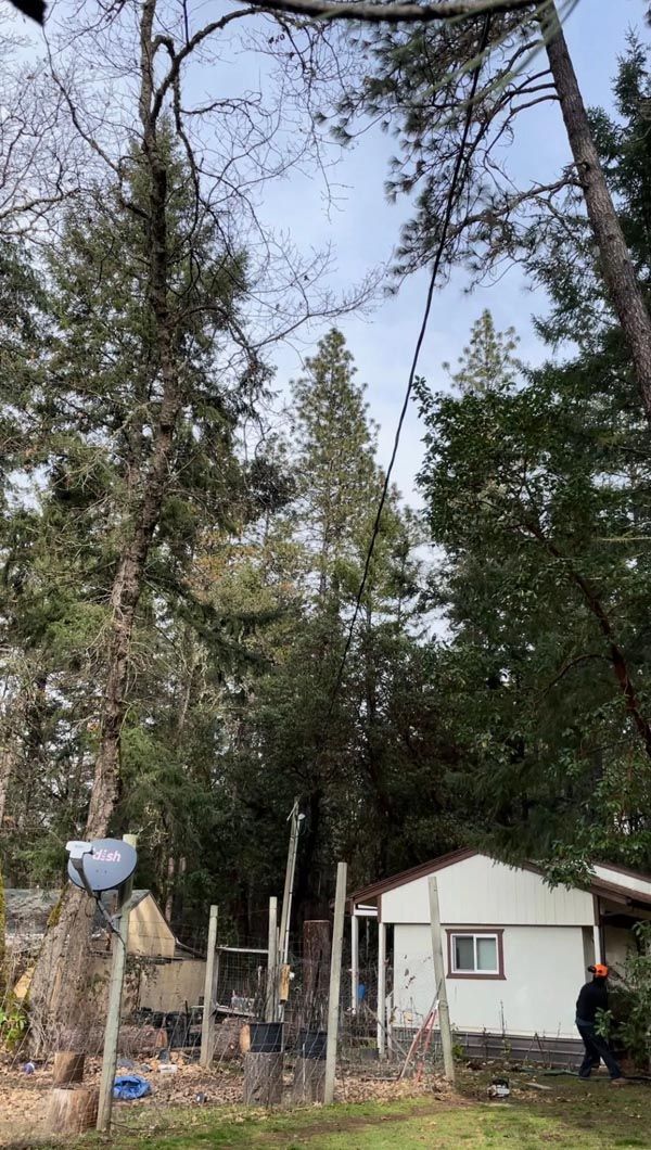 Small white cabin in a wooded yard with tall trees and a chain-link fence under a cloudy sky