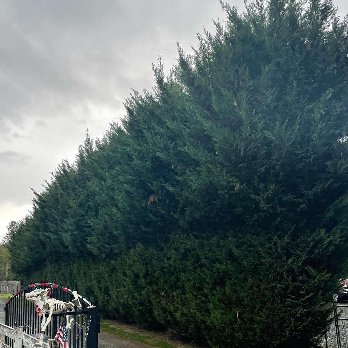 Large green hedges lining a roadside beside a cemetery gate under a cloudy sky