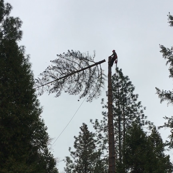 Worker on a tall tree trunk cutting a large fallen tree limb, with pine trees and overcast sky behind.