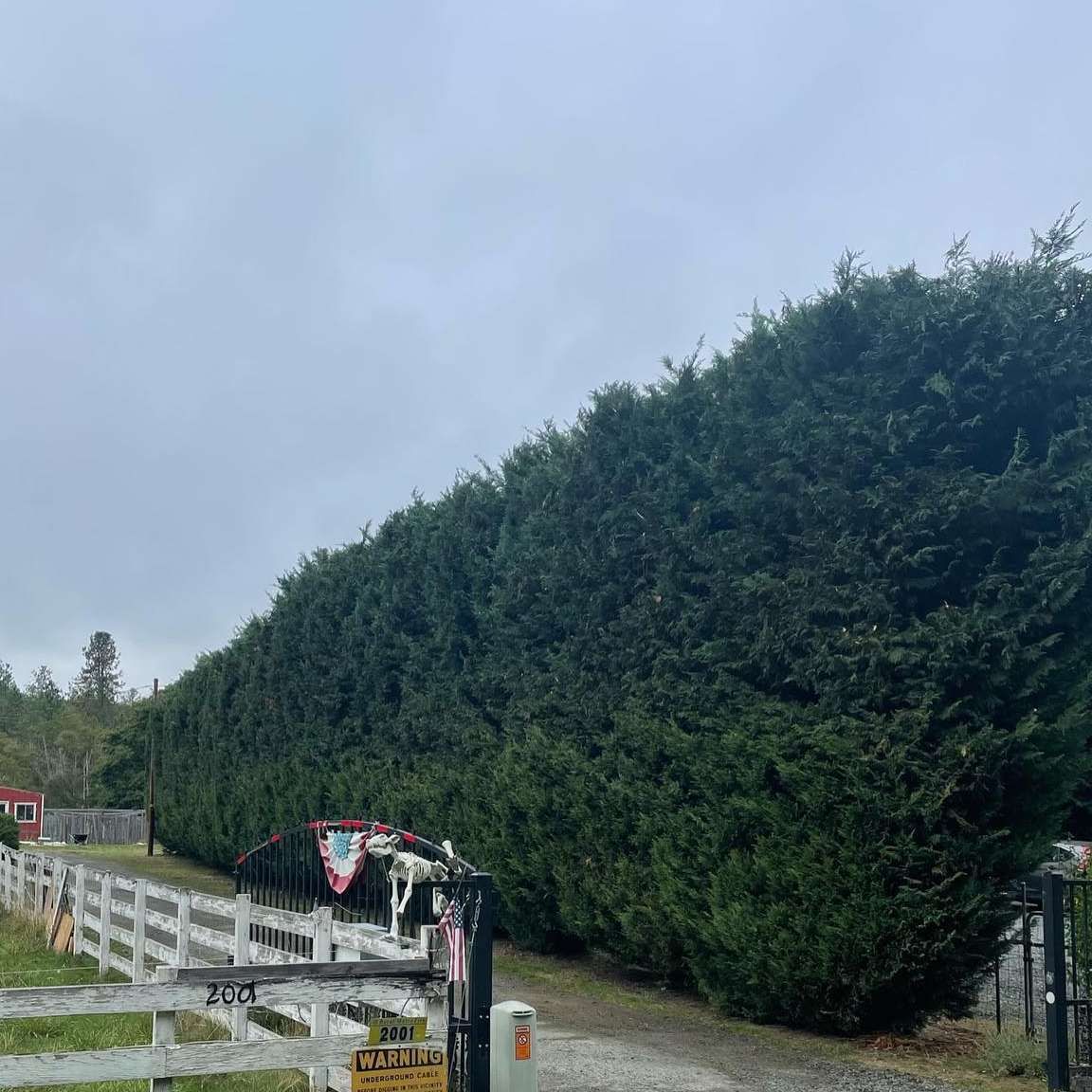 A long green hedge beside a white fence under a cloudy sky, with a small decorated gate and red bunting.
