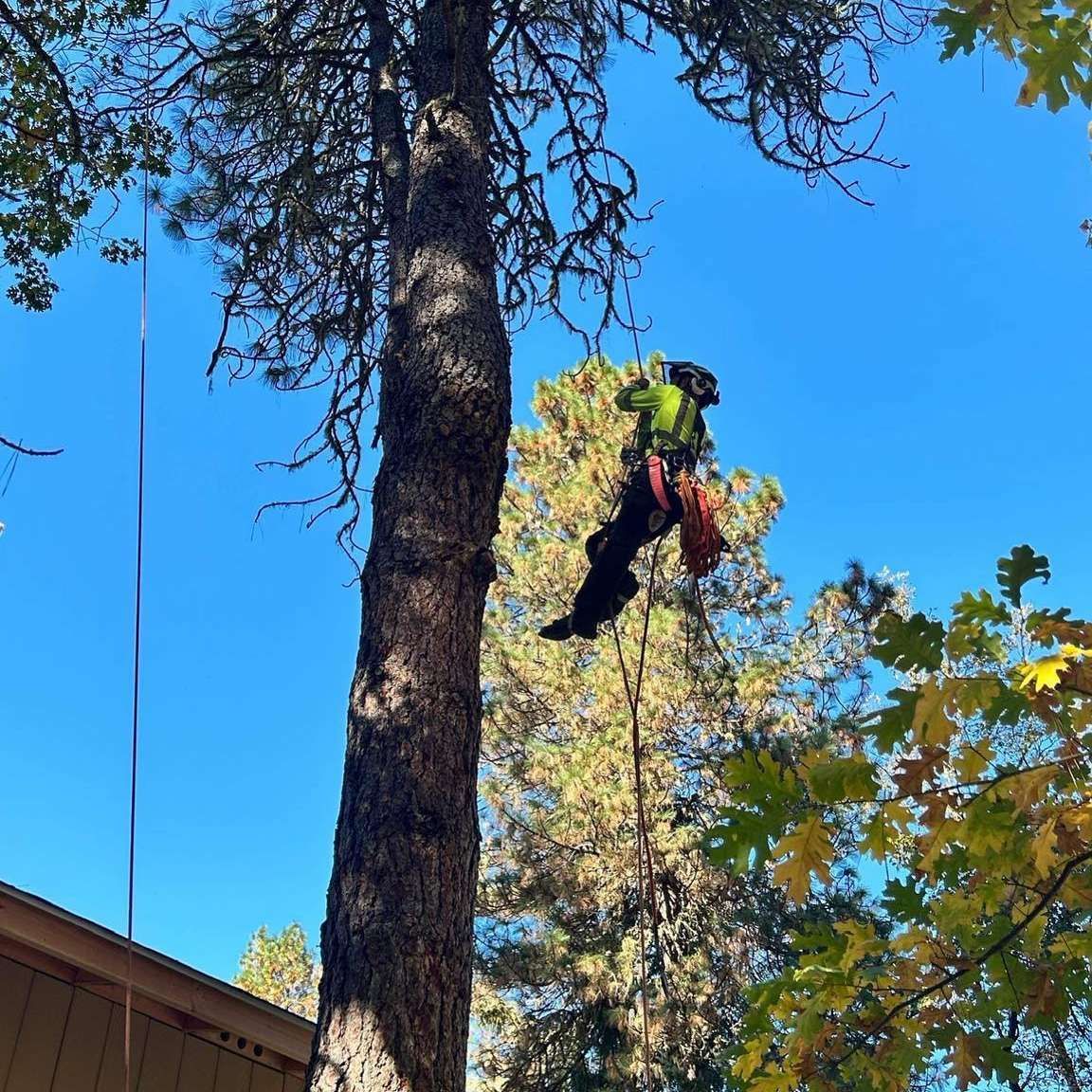A tree worker in a harness climbs a tall pine against a bright blue sky.