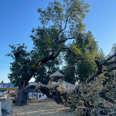 Large twisted trees in a sunlit park with a small gazebo under a clear blue sky