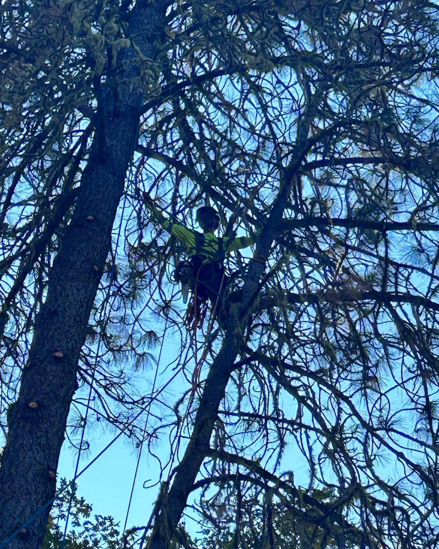 Person in green climbing a tree among bare branches against a blue sky