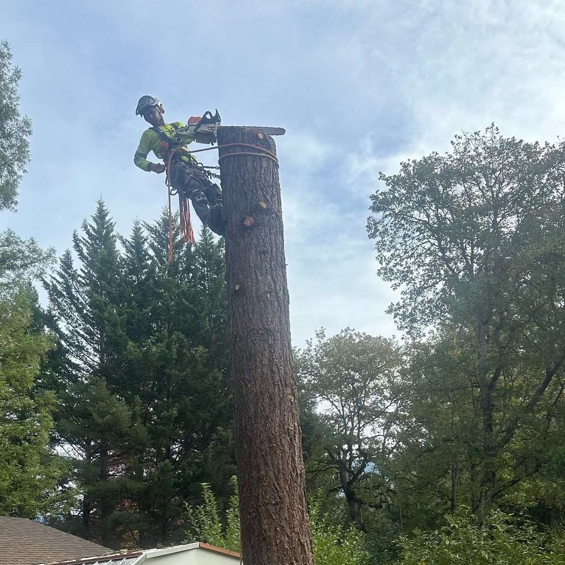 Arborist trimming the top of a tall tree with a chainsaw, surrounded by greenery and cloudy sky