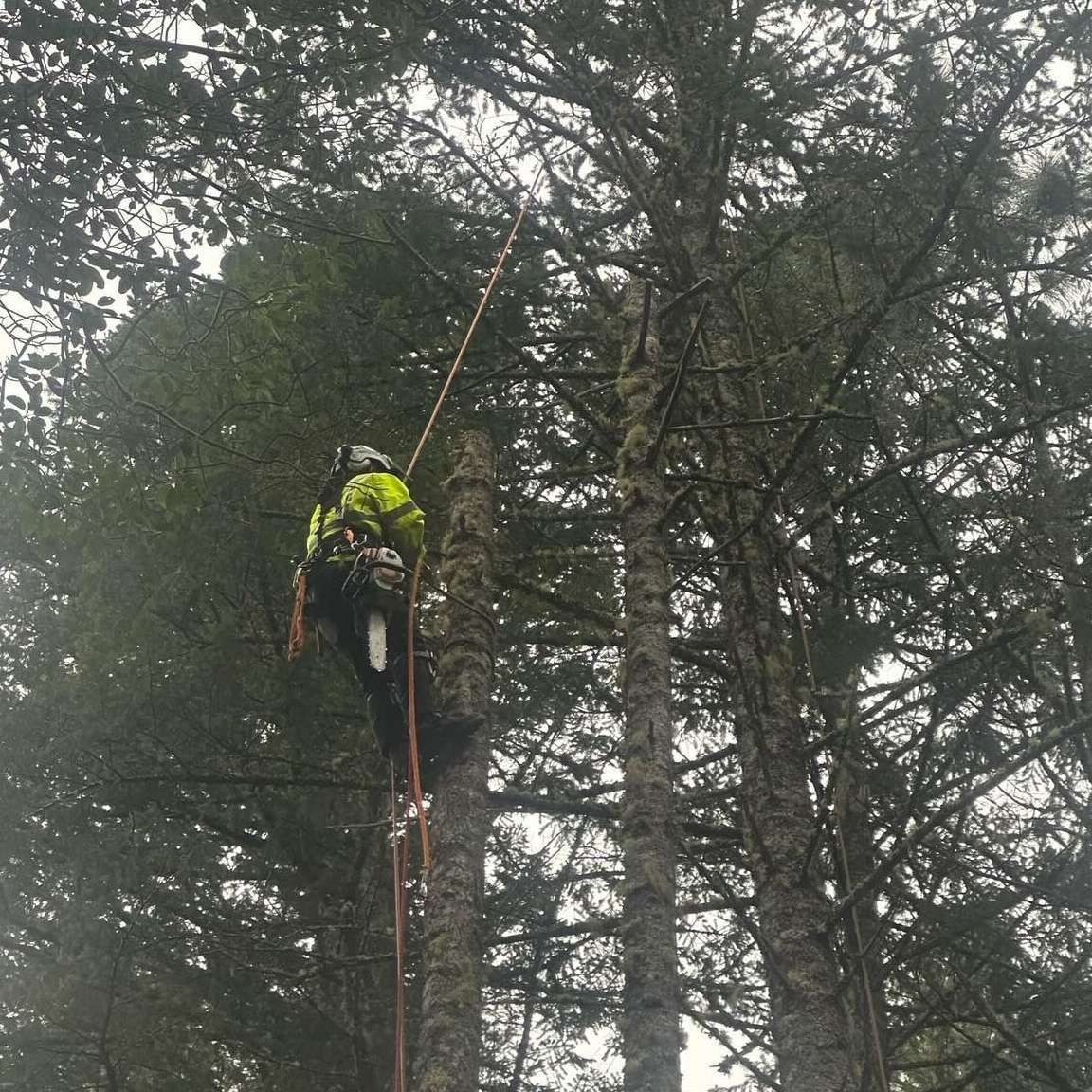 Worker in a neon safety jacket climbing a tall tree with ropes in a forest