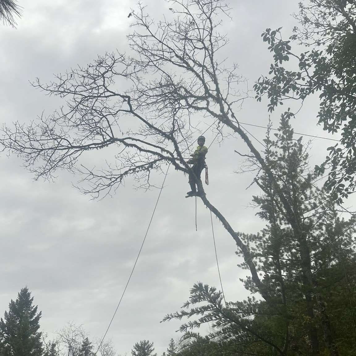 Arborist trimming a tall tree, suspended by ropes against a cloudy sky.