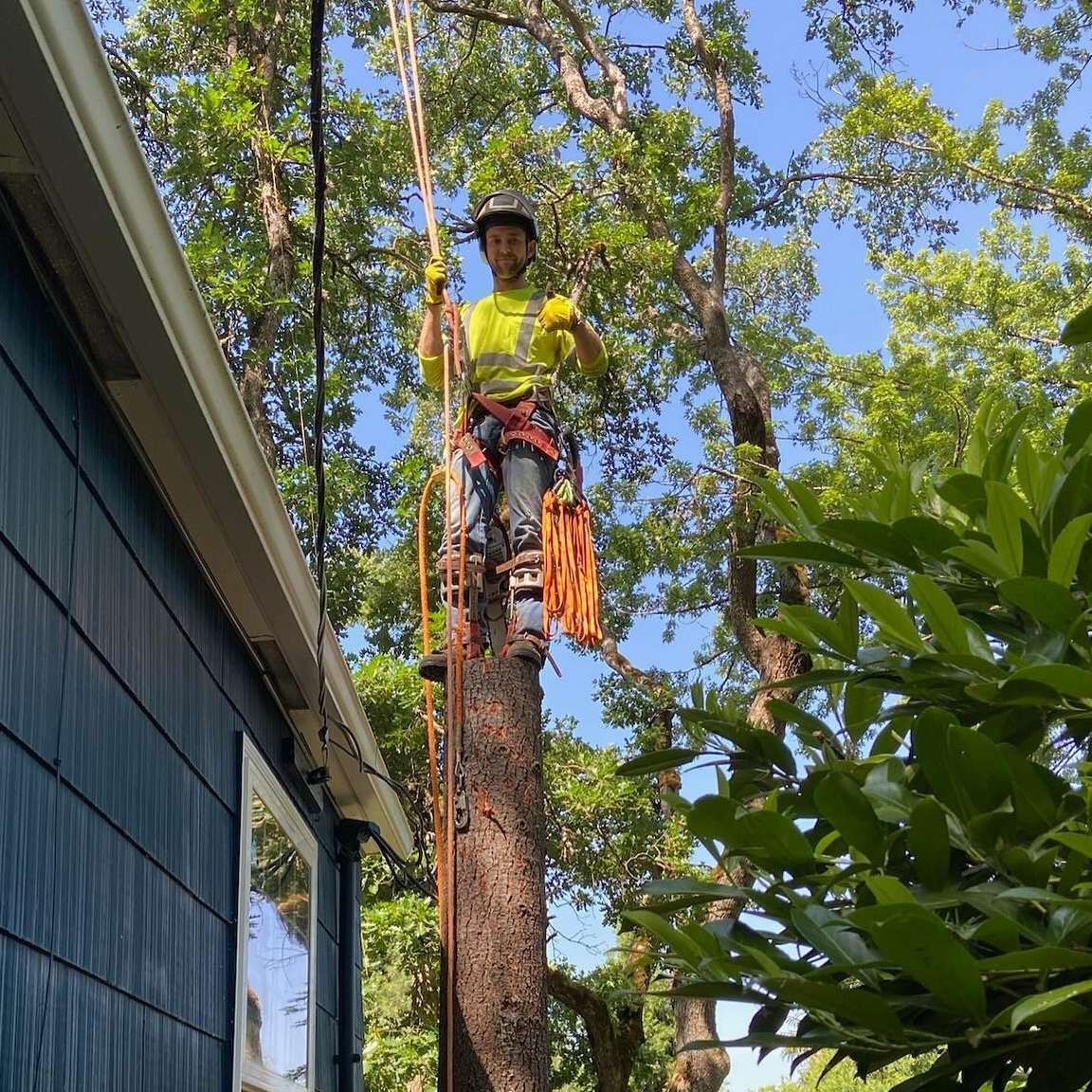 Worker in safety gear trimming a tall tree beside a house, using a rope and harness.