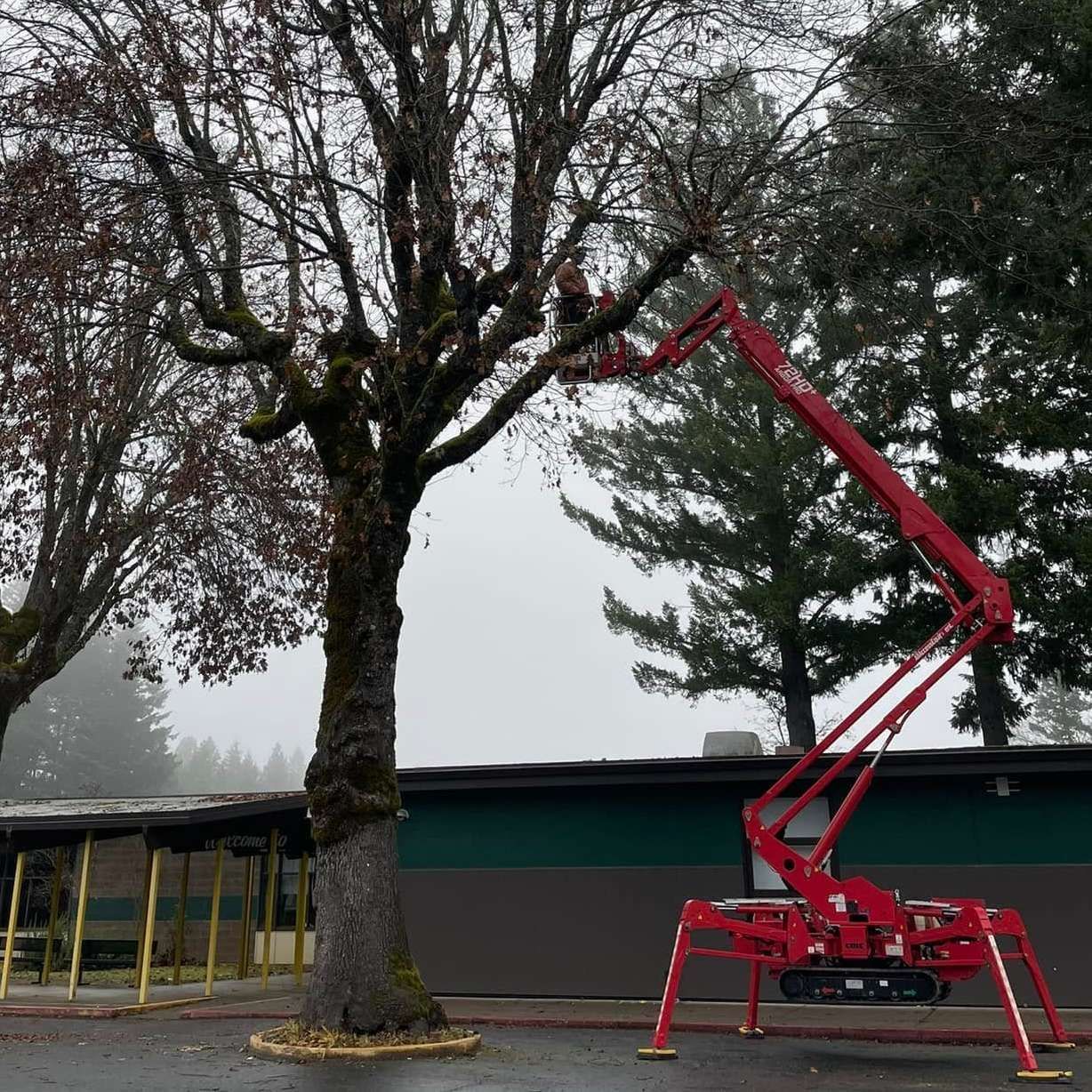 Red cherry picker lifting a worker near a large tree beside a building on a foggy day