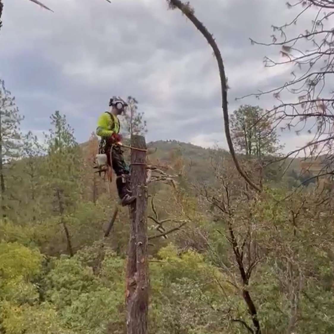 Worker in a safety harness trimming a tall tree in a wooded hillside area