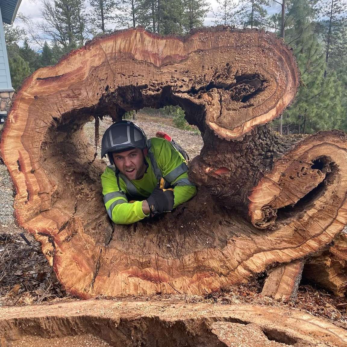 Worker in green jacket and helmet crouches inside a large hollow tree trunk in a forest.