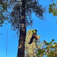 Tree climber in a green harness hangs from a tall tree against a blue sky