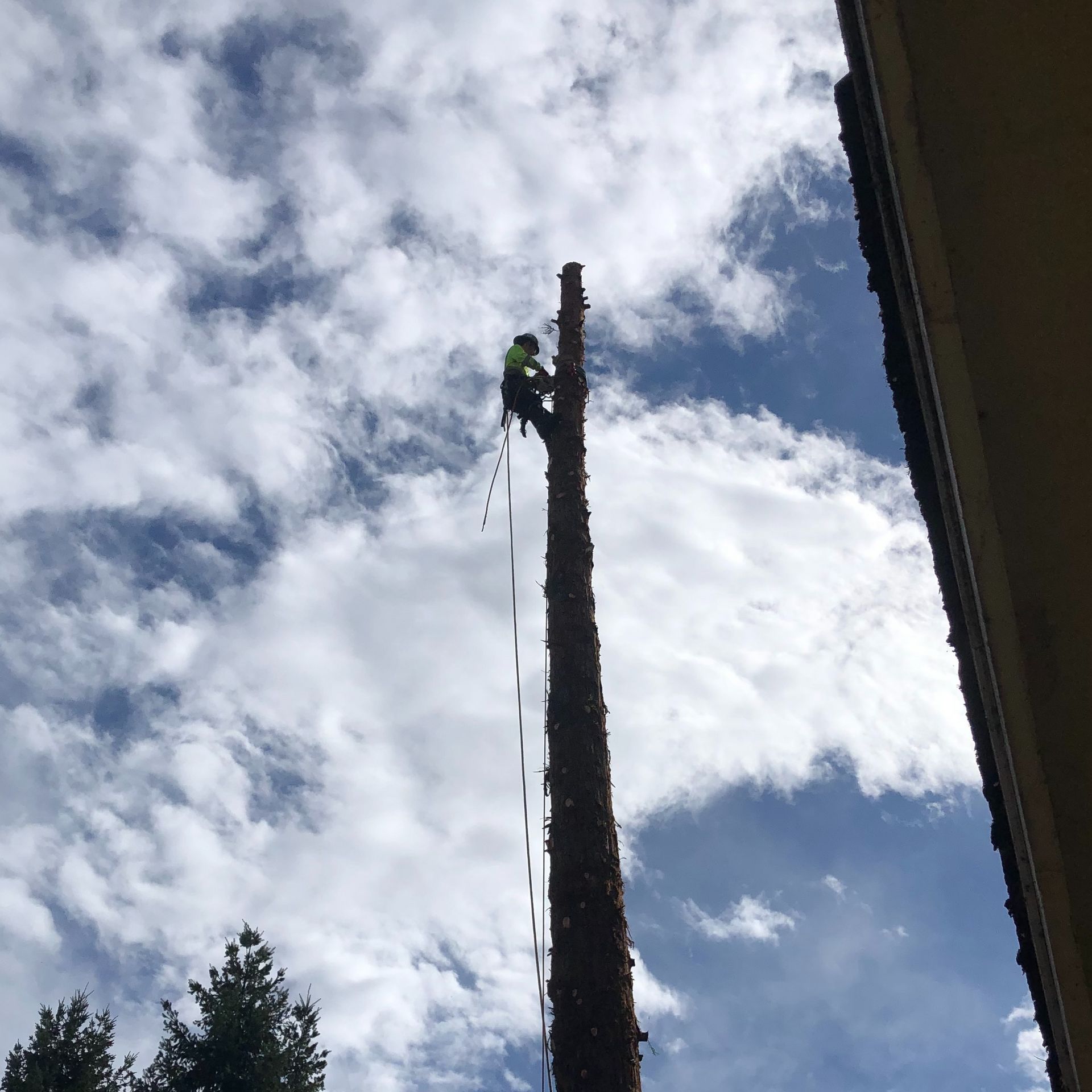 Worker climbing a tall bare tree against a cloudy blue sky