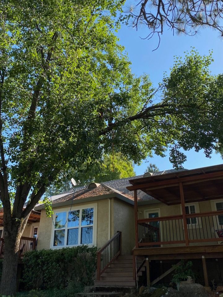 House with porch under large leafy tree on a sunny day