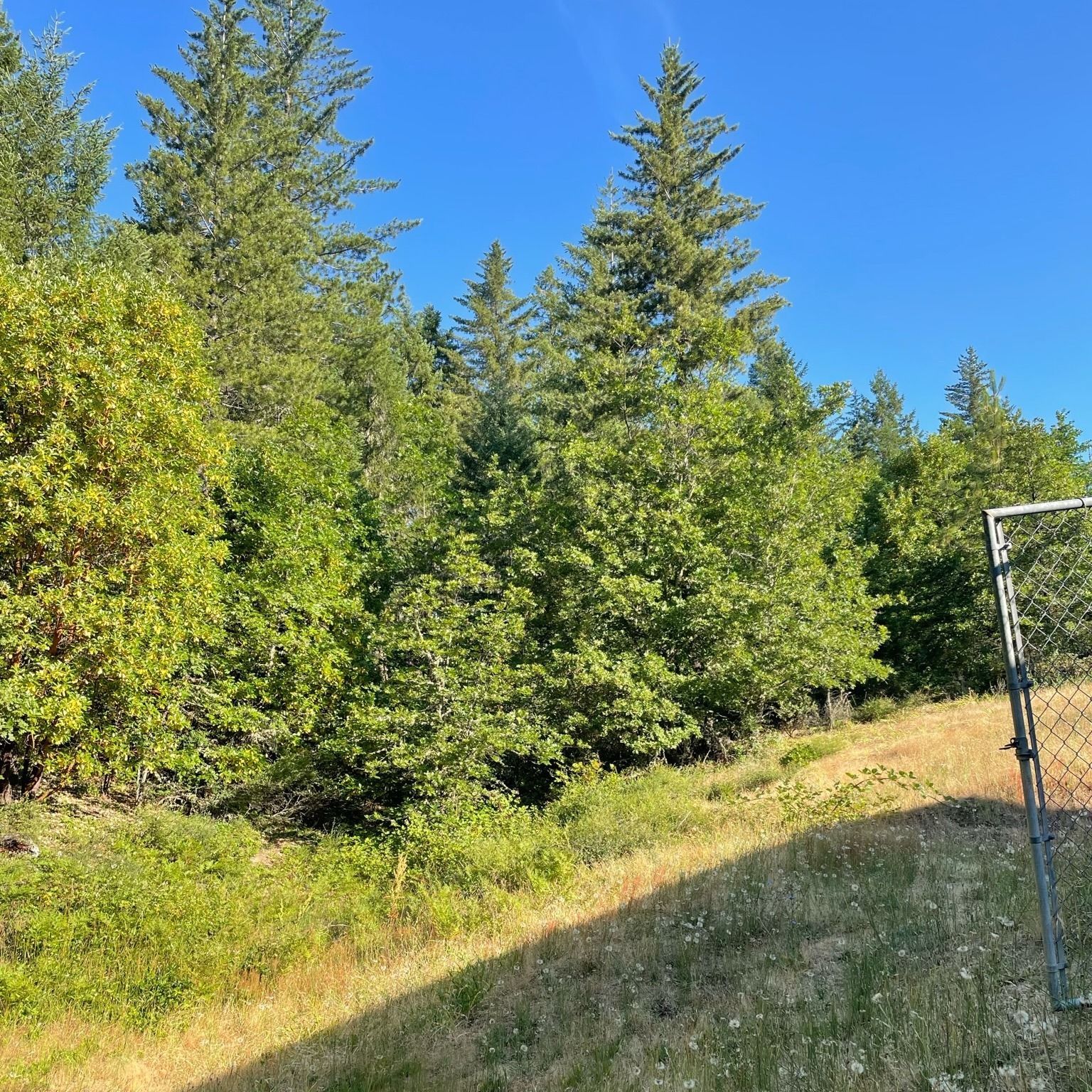 Sunny grassy hillside with dense green trees and a metal fence under a clear blue sky