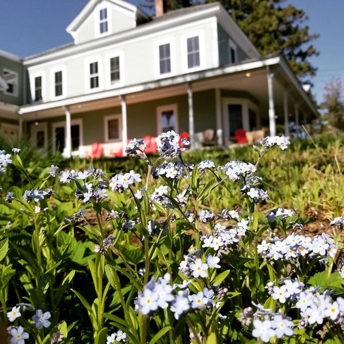 White house with a porch behind a foreground of blooming blue and white wildflowers