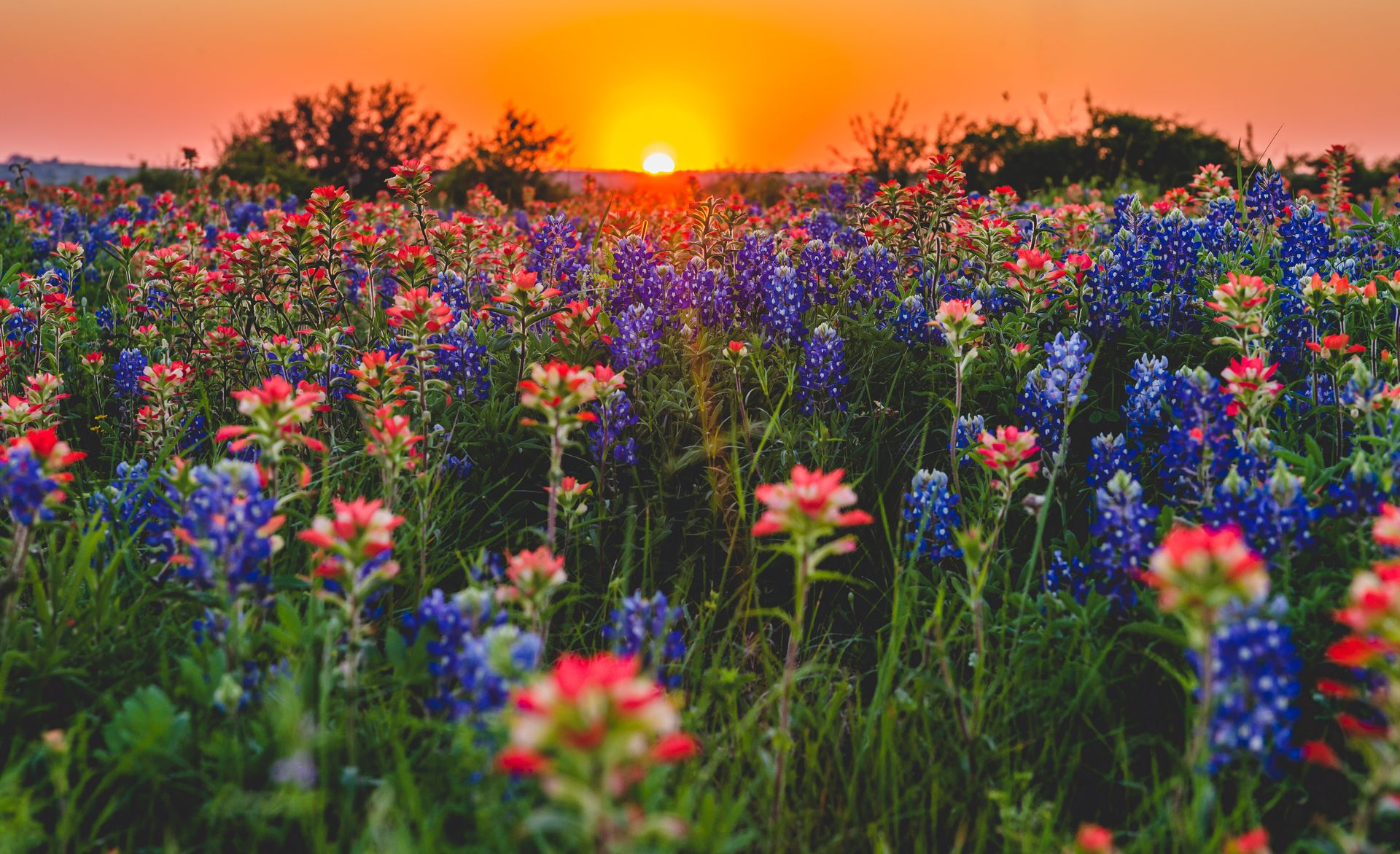 Wildflower meadow at sunset with colorful blooms and silhouetted trees under an orange sky