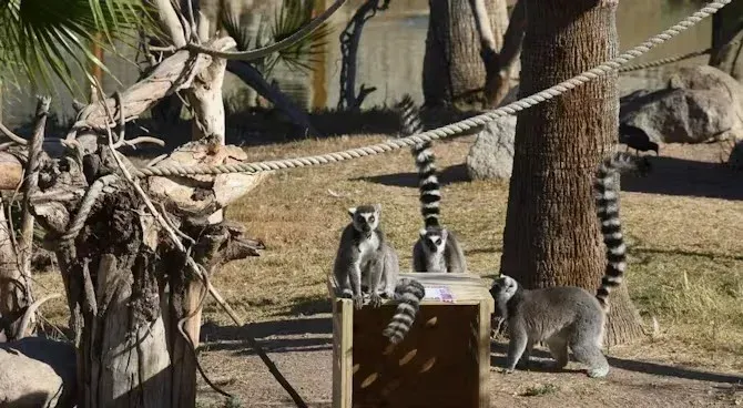 Un grupo de lémures se encuentran uno al lado del otro en un recinto zoológico.
