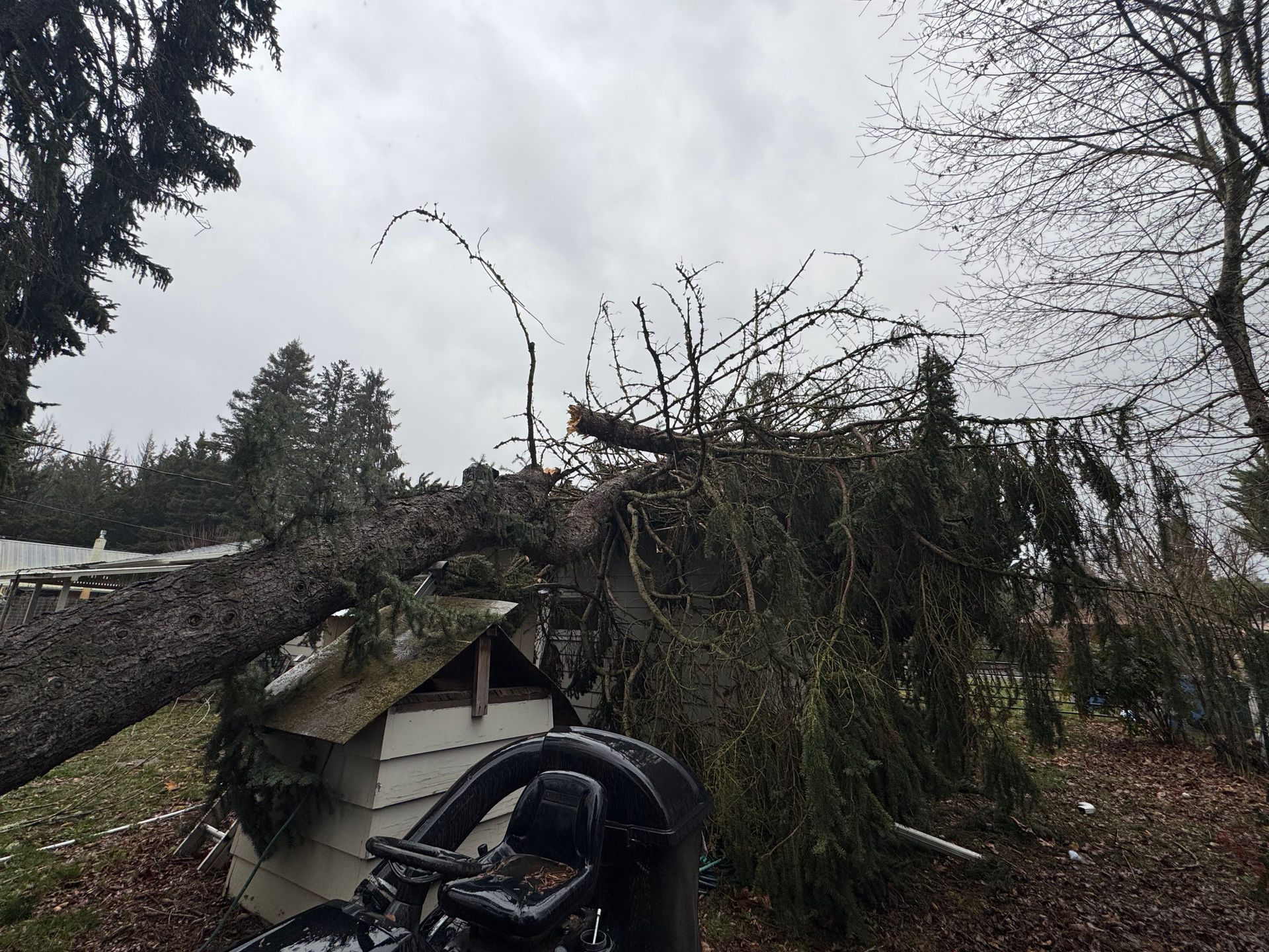 Emergency Tree Service Alameda County Contra Costa County
