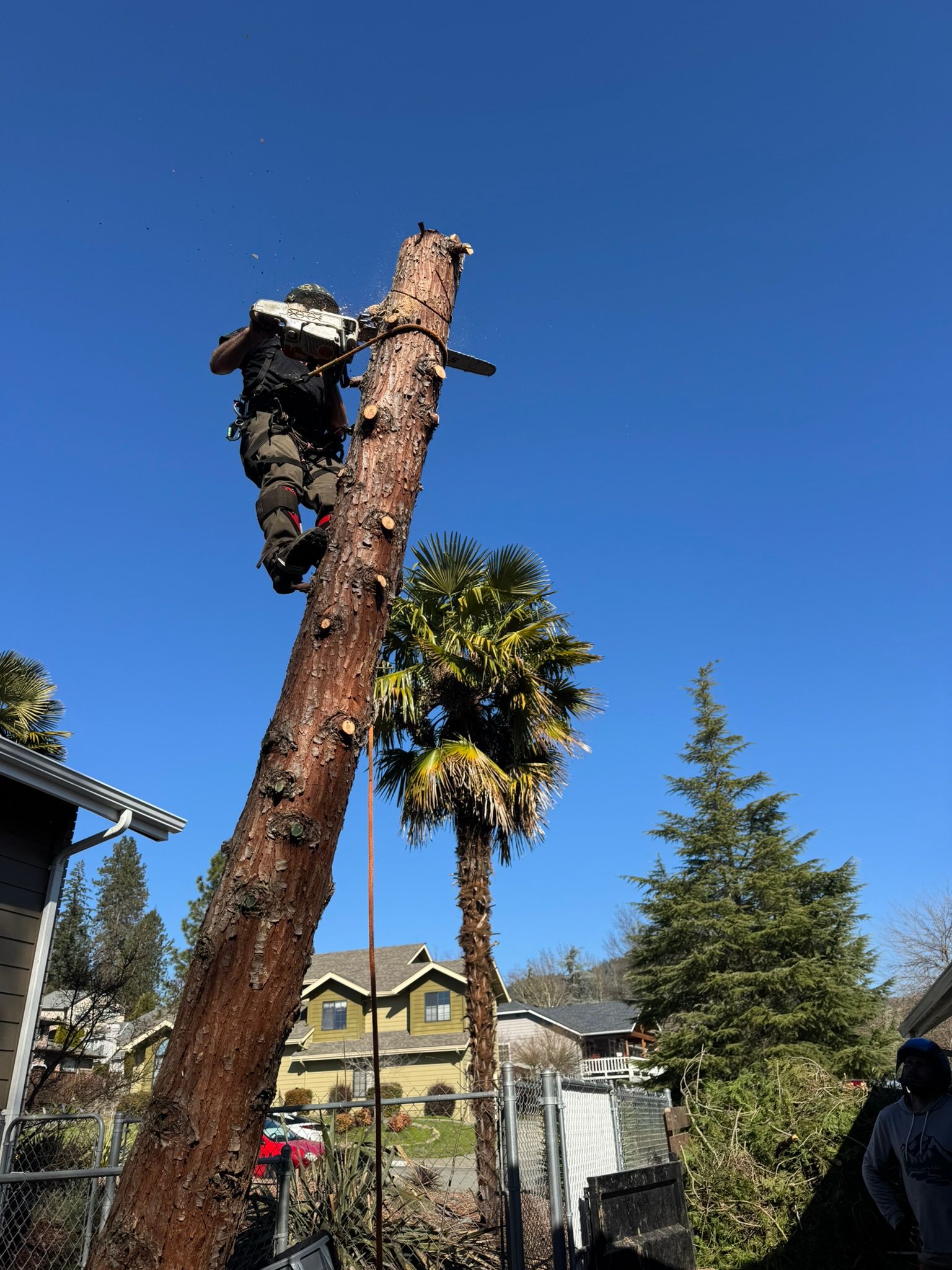 Emergency Tree Removal Almeda County Contra Costa County Walnut Creek