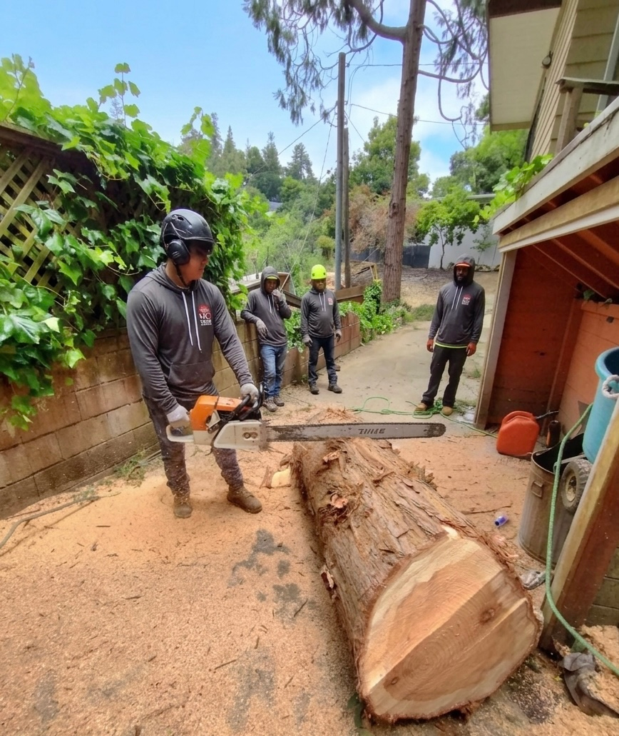 best Emergency tree removal company Almeda County Contra Costa County Walnut Creek